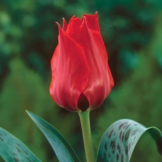 Tulpe Julius Caesar - Bakker