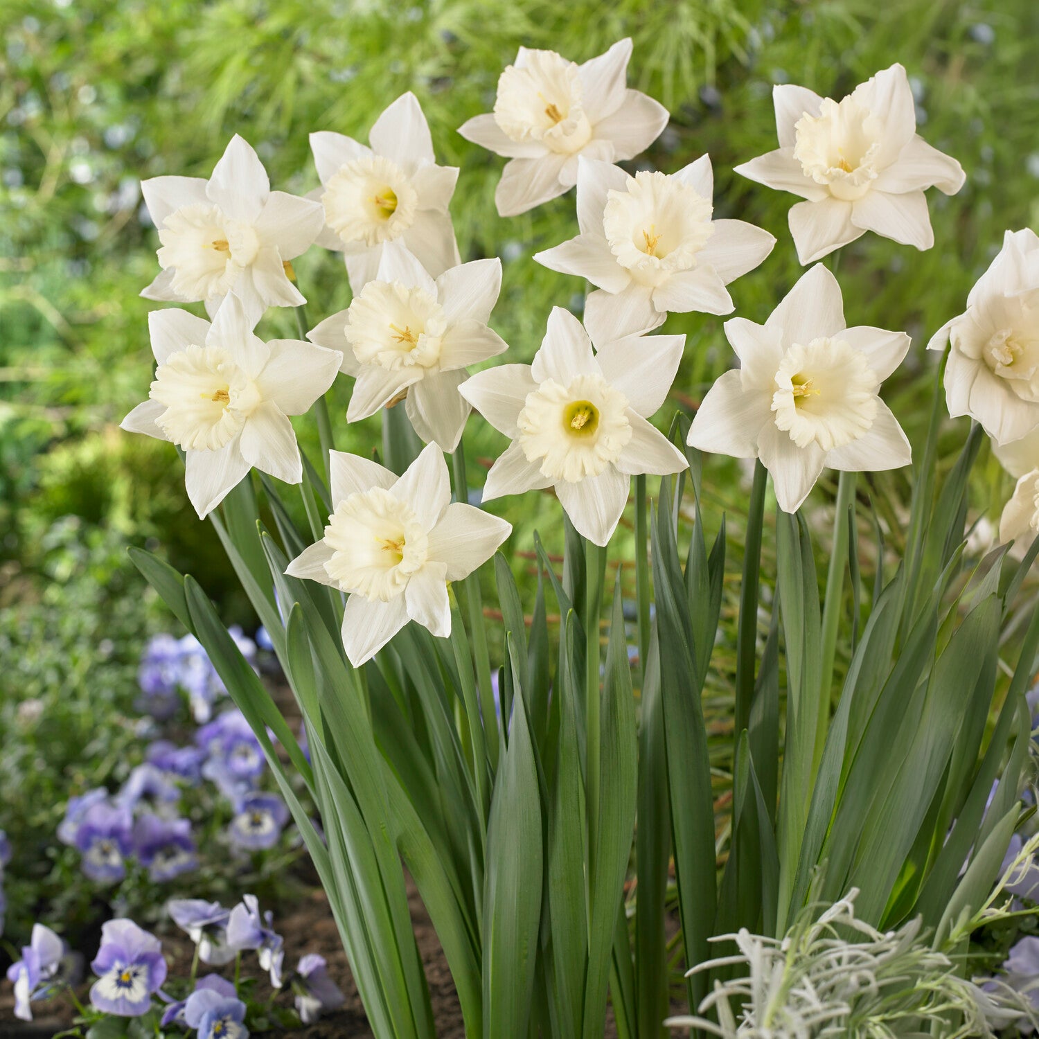 Narzisse Mount Hood - Narcissus Mount Hood - Bakker