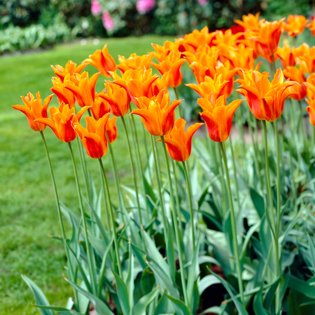 Tulipa Ballerina - Tulpe Ballerina - Tulpen-Zwiebeln