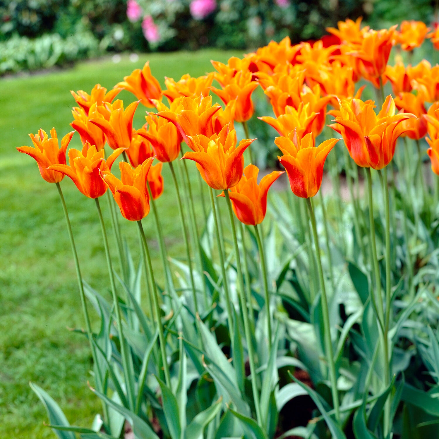 Tulipa Ballerina - Tulpe Ballerina - Tulpen-Zwiebeln