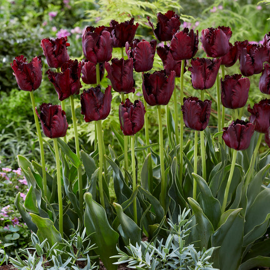 Tulpe Black Parrot - Bakker