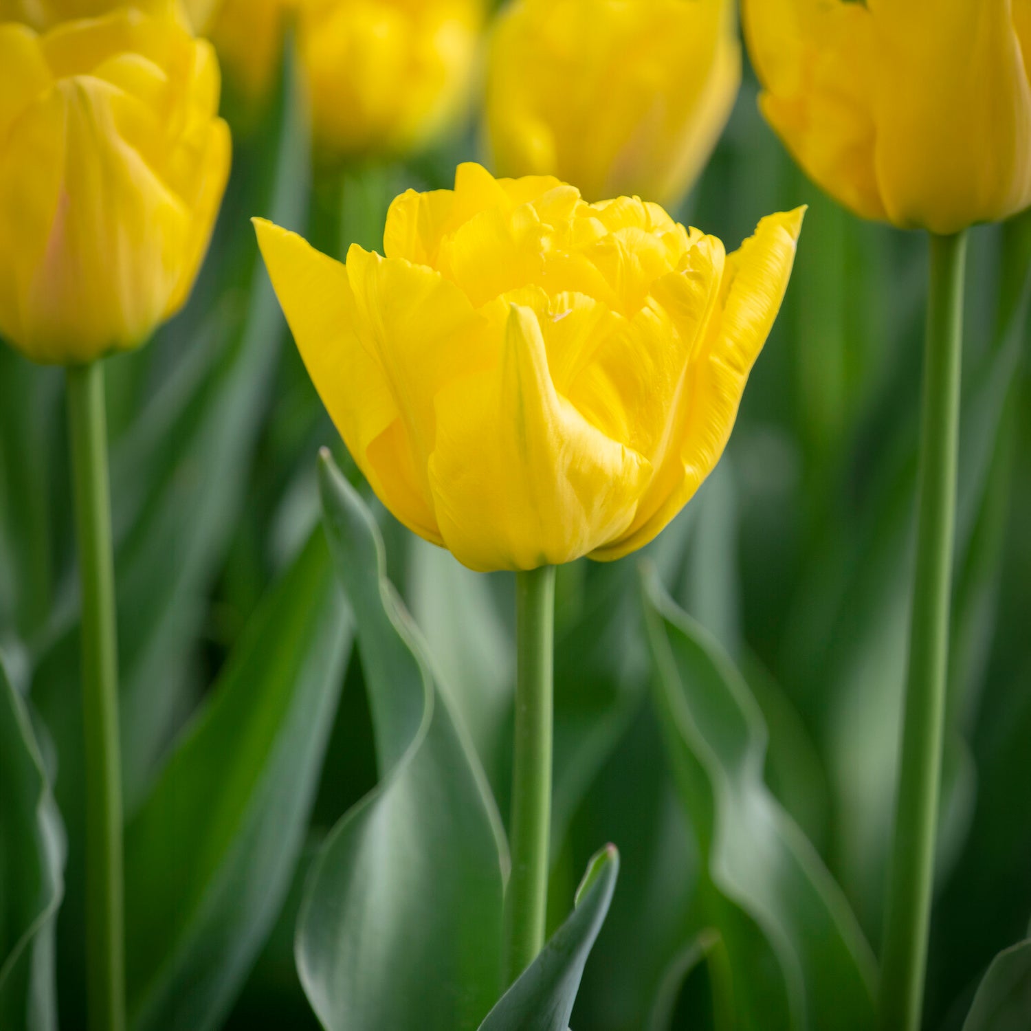 Frühe gefüllte Tulpe Marie Jo - Tulipa Marie Jo - Bakker