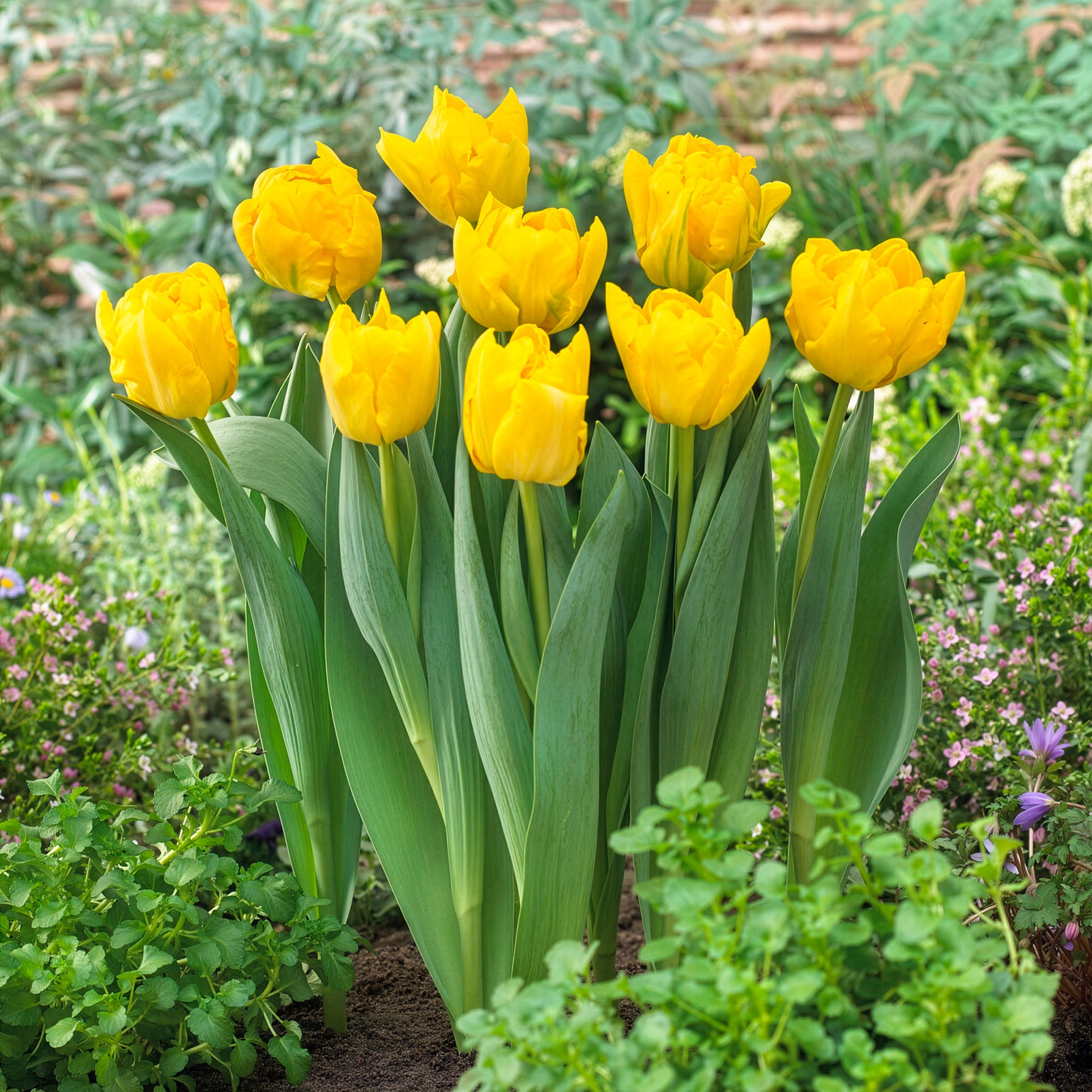 Tulipa Marie Jo - Frühe gefüllte Tulpe Marie Jo - Tulpen-Zwiebeln