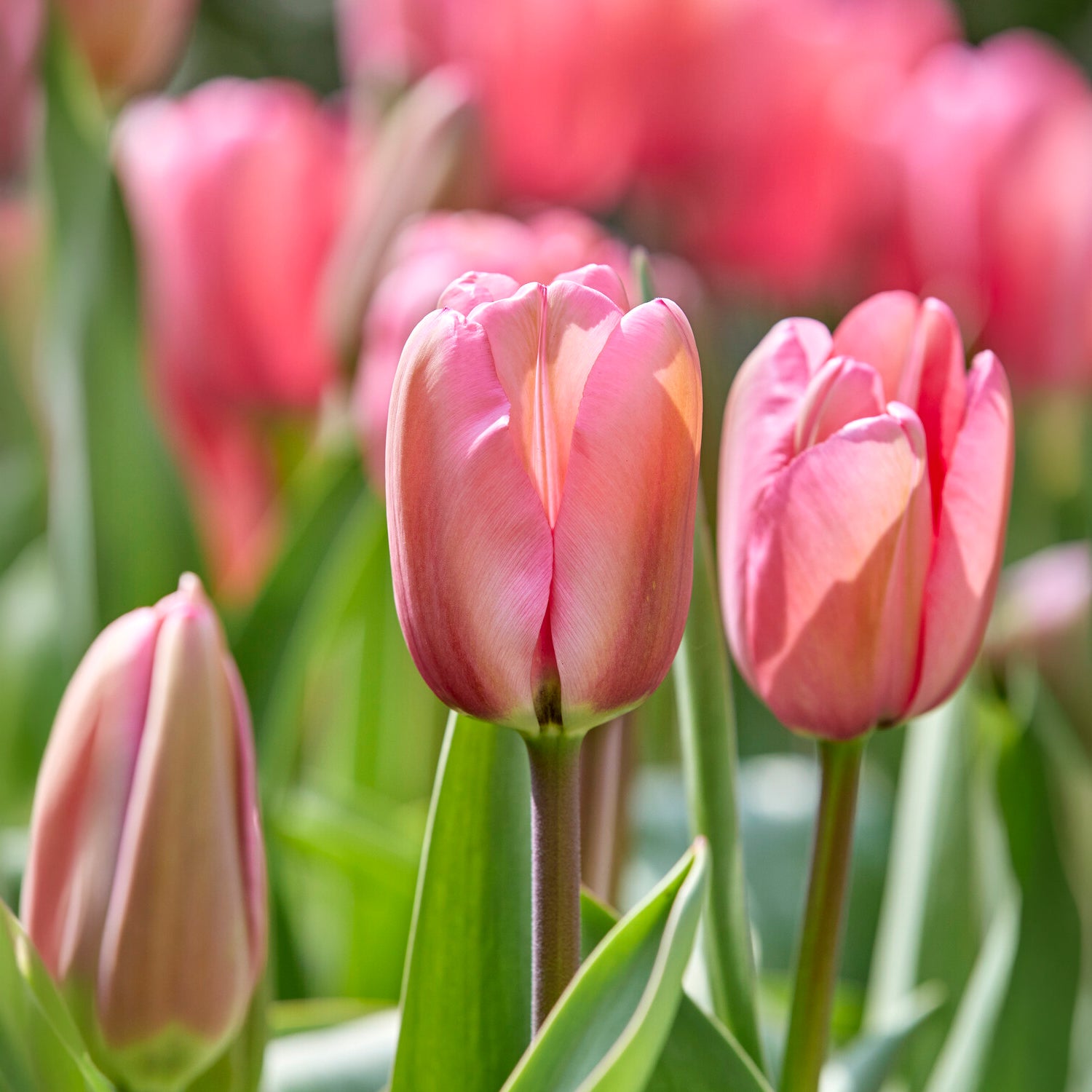 Tulpe Pink Impression - Tulipa Pink Impression - Bakker