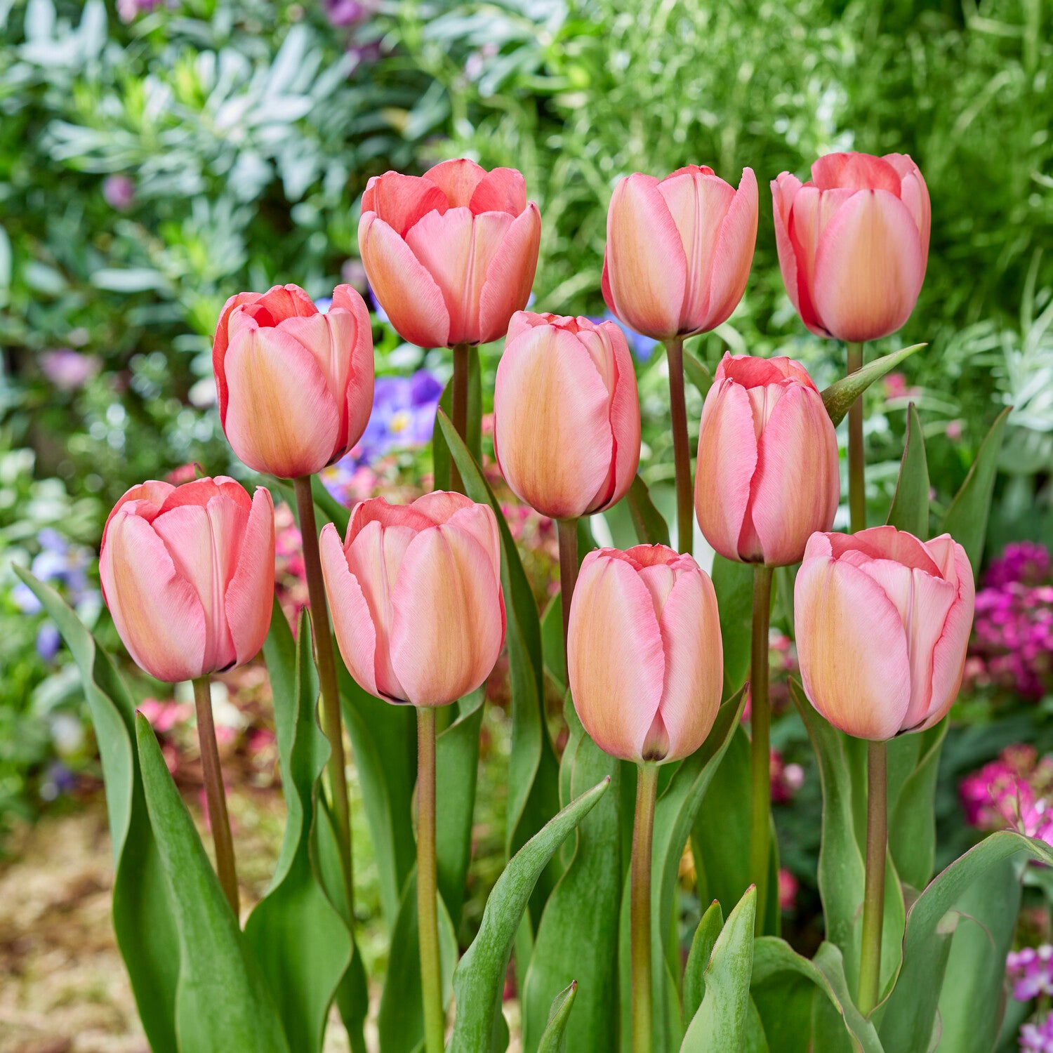Tulipa Pink Impression - Tulpe Pink Impression - Tulpen-Zwiebeln