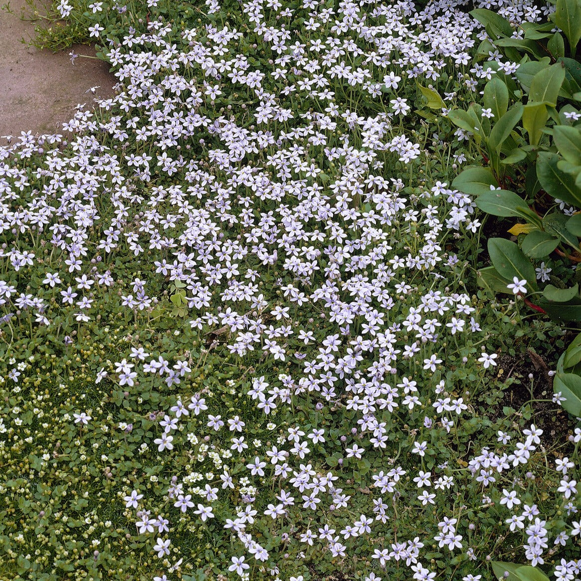 Stauden - Blauer Bubikopf (x3) - Isotoma fluviatilis