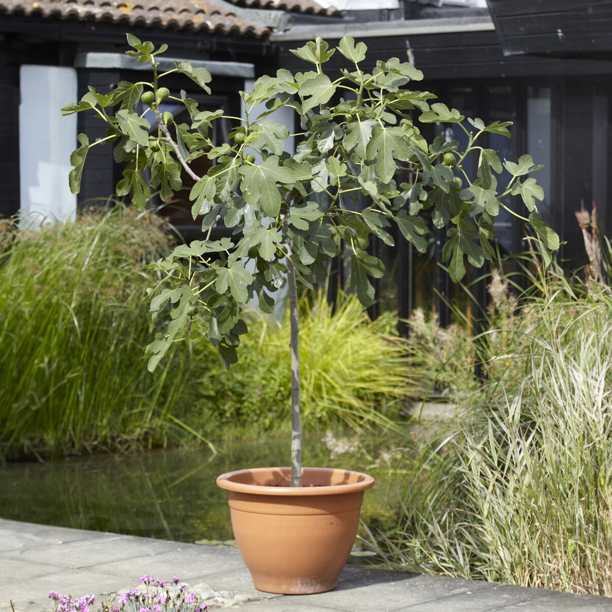 Ficus carica Brown Turkey - Feigenbaum auf Stamm - Feigenbäume