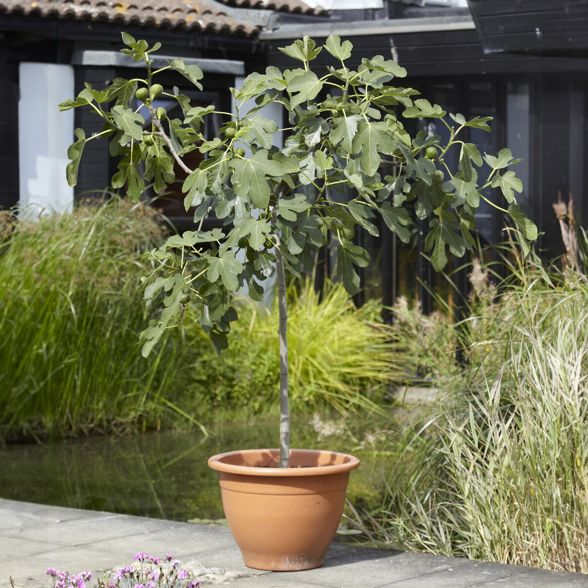 Ficus carica Brown Turkey - Feigenbaum auf Stamm - Feigenbäume