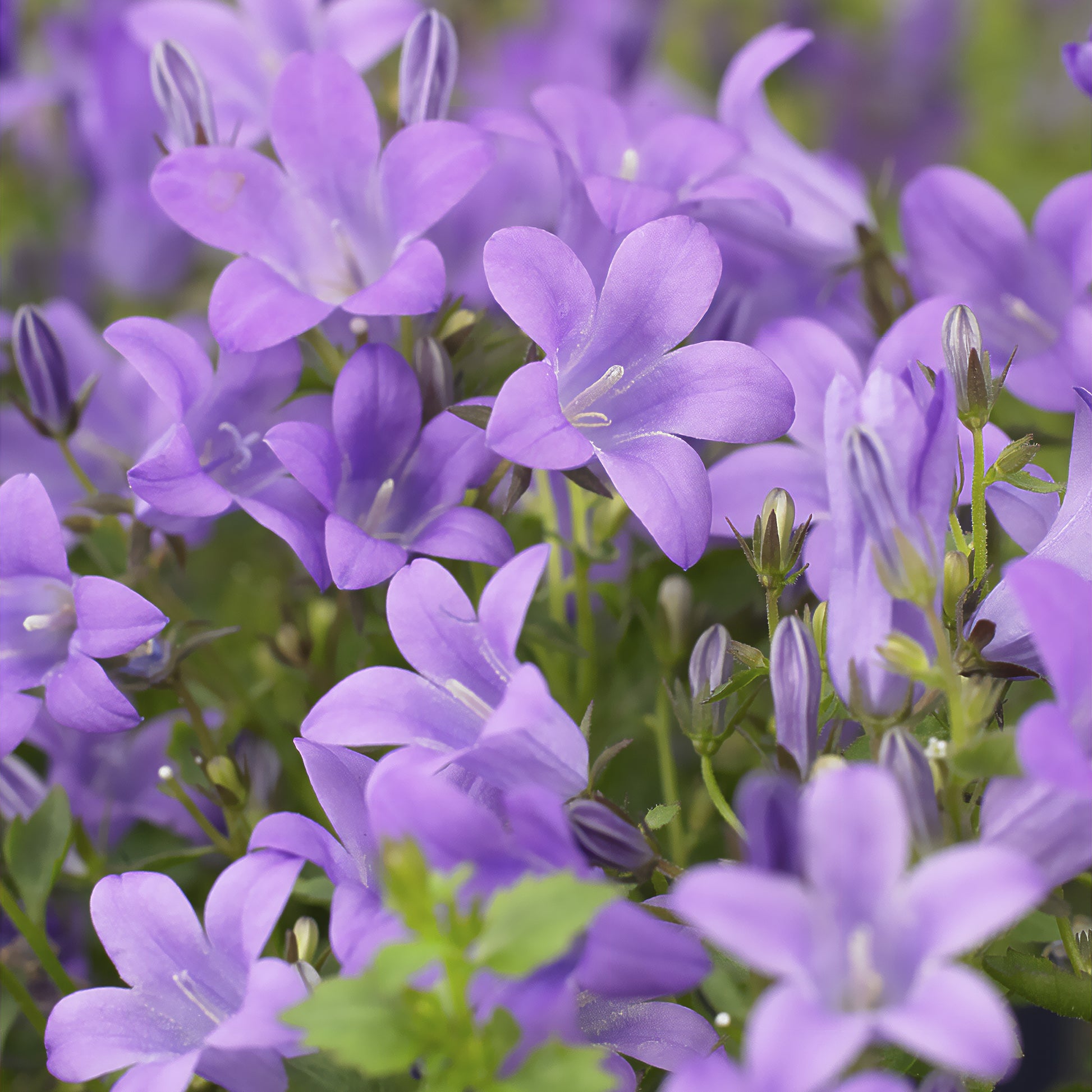 Glockenblumen - Mauer-Glockenblume - Campanula portenschlagiana