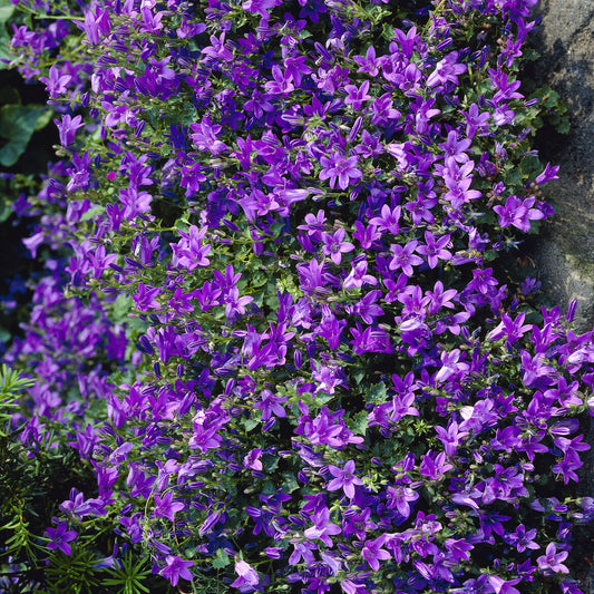 Mauer-Glockenblume - Bakker