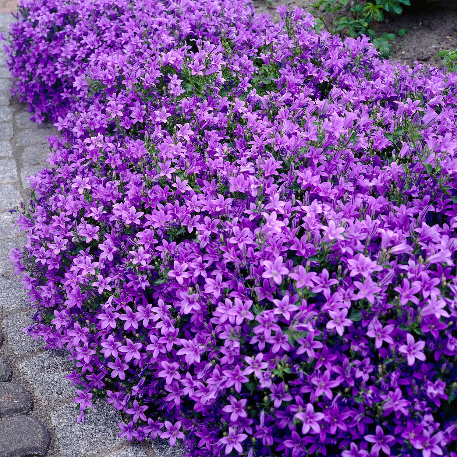 Verkauf Mauer-Glockenblume - Glockenblumen