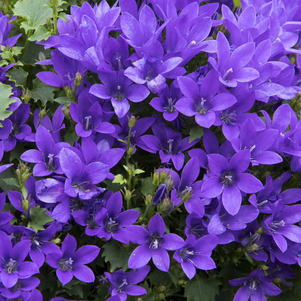 Campanula portenschlagiana - Mauer-Glockenblume - Glockenblumen