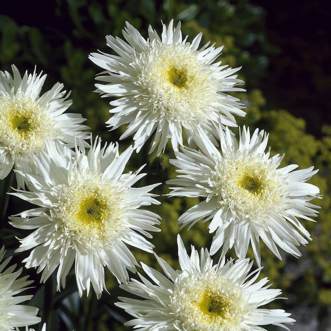 Verkauf Sommermargerite 'Wirral Supreme' - Leucanthemum superbum Wirral Supreme
