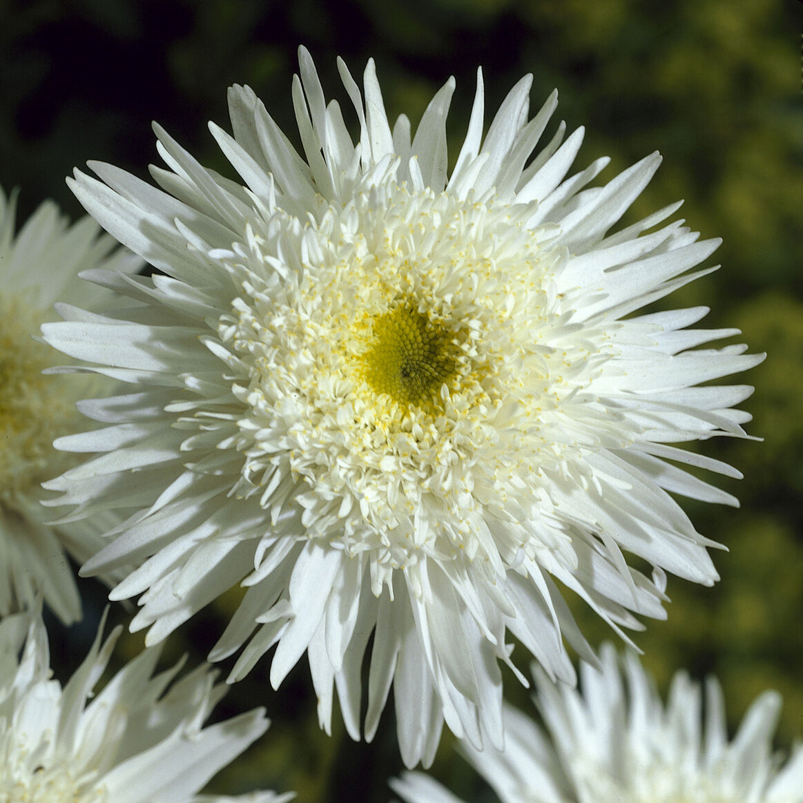 Leucanthemum - Margerite - Sommermargerite 'Wirral Supreme' - Leucanthemum superbum Wirral Supreme