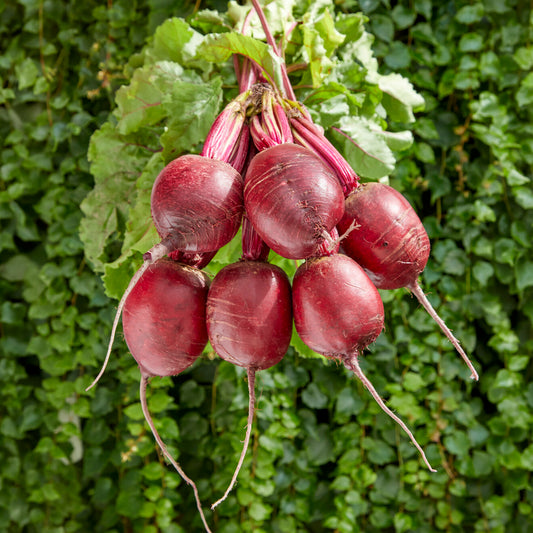 Rote Beete 'Kogel 2' - Bakker