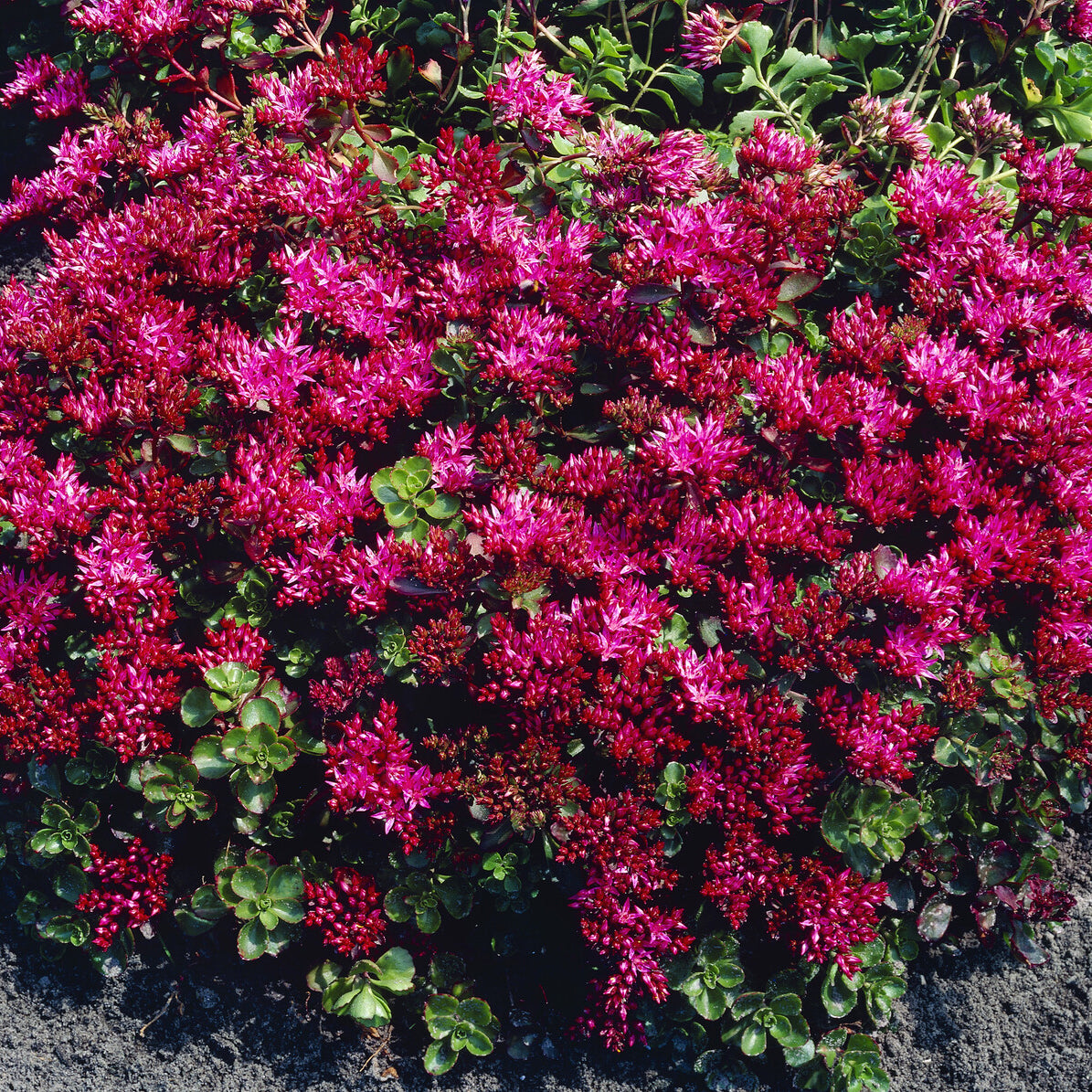 Teppich-Fettblatt 'Schorbuser Blut' - Sedum spurium Schorbuser Blut - Bakker