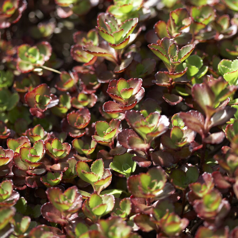 Bodendecker - Teppich-Fettblatt 'Schorbuser Blut' - Sedum spurium Schorbuser Blut