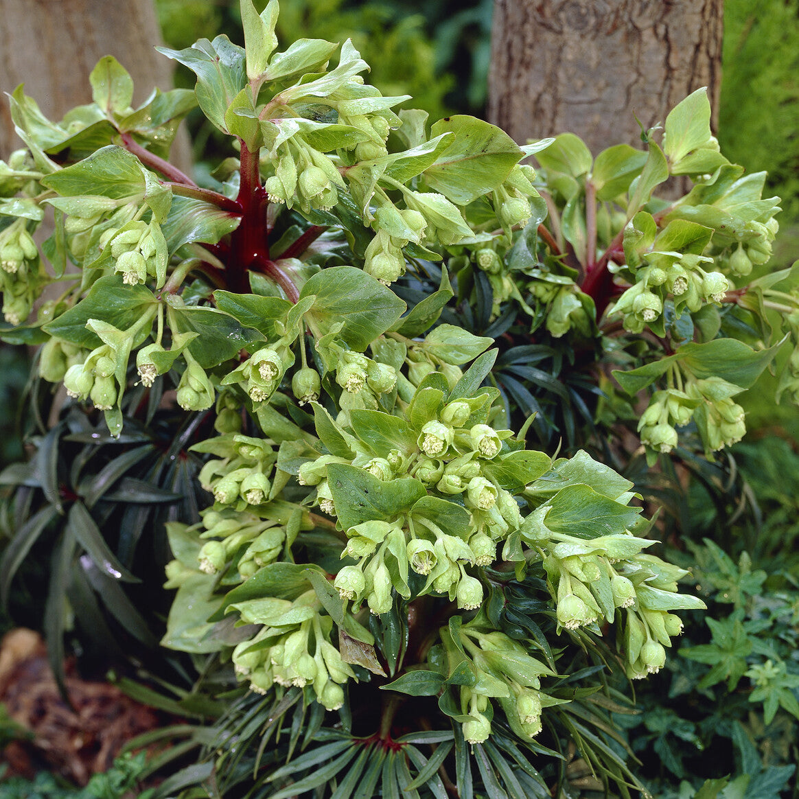 Christrose - Helleborus - Stinkende Nieswurz 'Wester Flisk' - Helleborus foetidus Wester Flisk