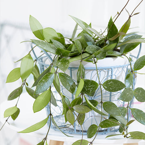Hoya ‘Gracilis’ - Hoya carnosa Gracilis - Bakker
