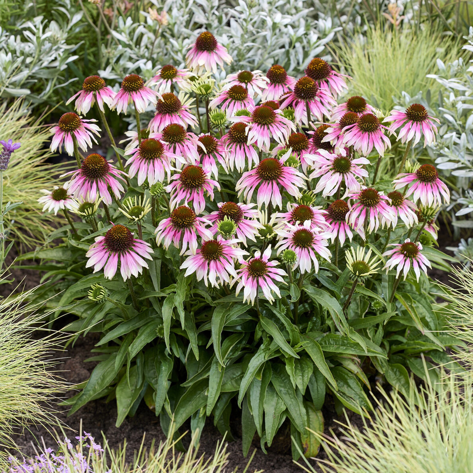 Sonnenhut 'Special White Purple' - echinacea special withe purple - Bakker