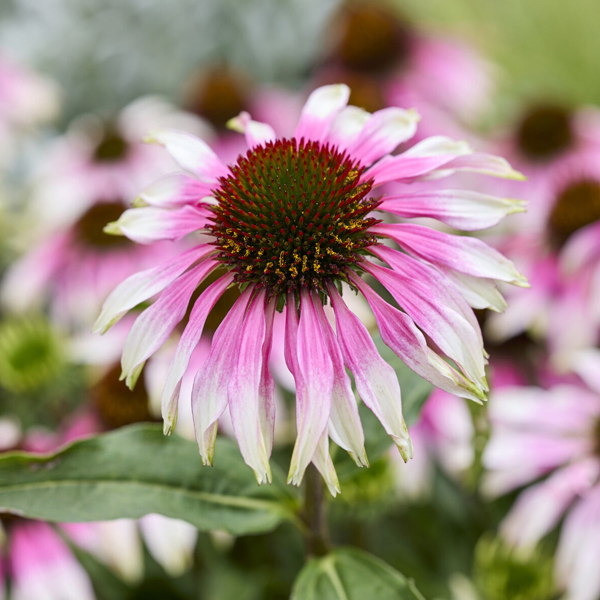 Sonnenhut 'Special White Purple' - Bakker