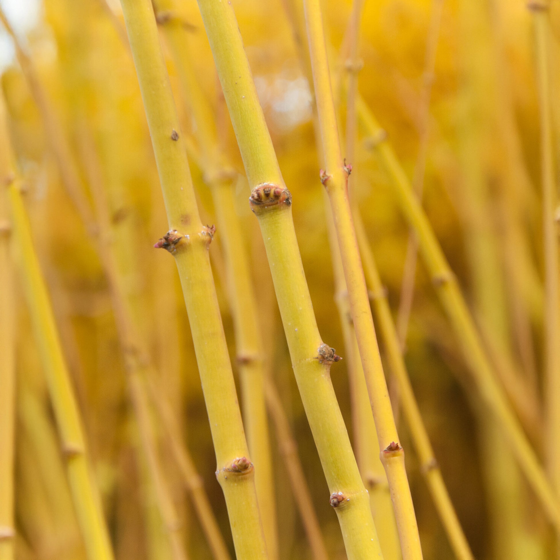 Acer palmatum Bi Hoo - Fächerahorn 'Bi-hoo' - Japanischer Ahorn