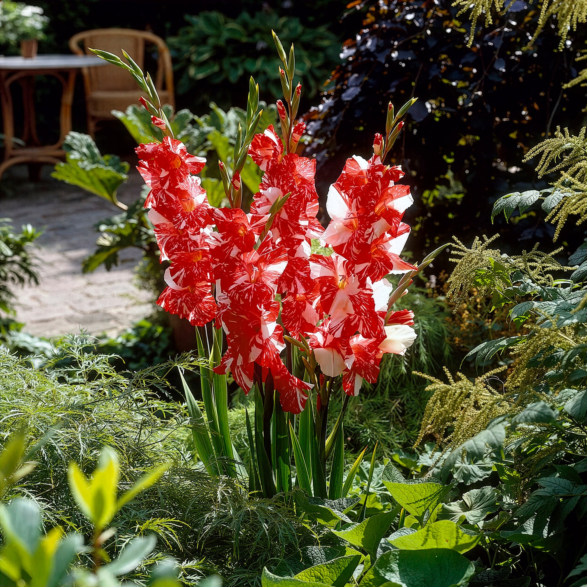 Großblütige Gladiole 'Zizanie' (x25) - Gladiolus zizanie - Bakker