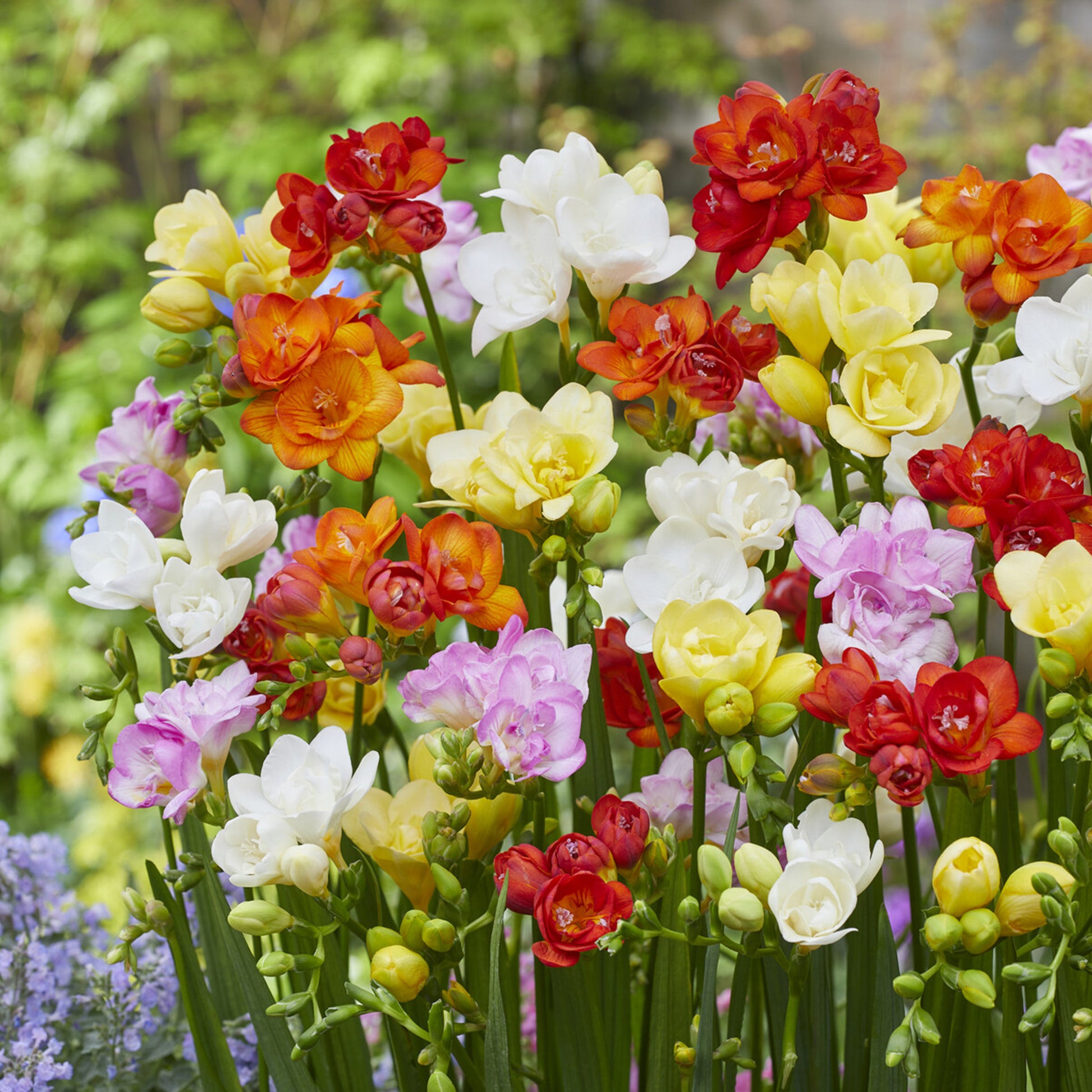 Doppelblütige Freesie Mischung (x25) - Freesia - Bakker