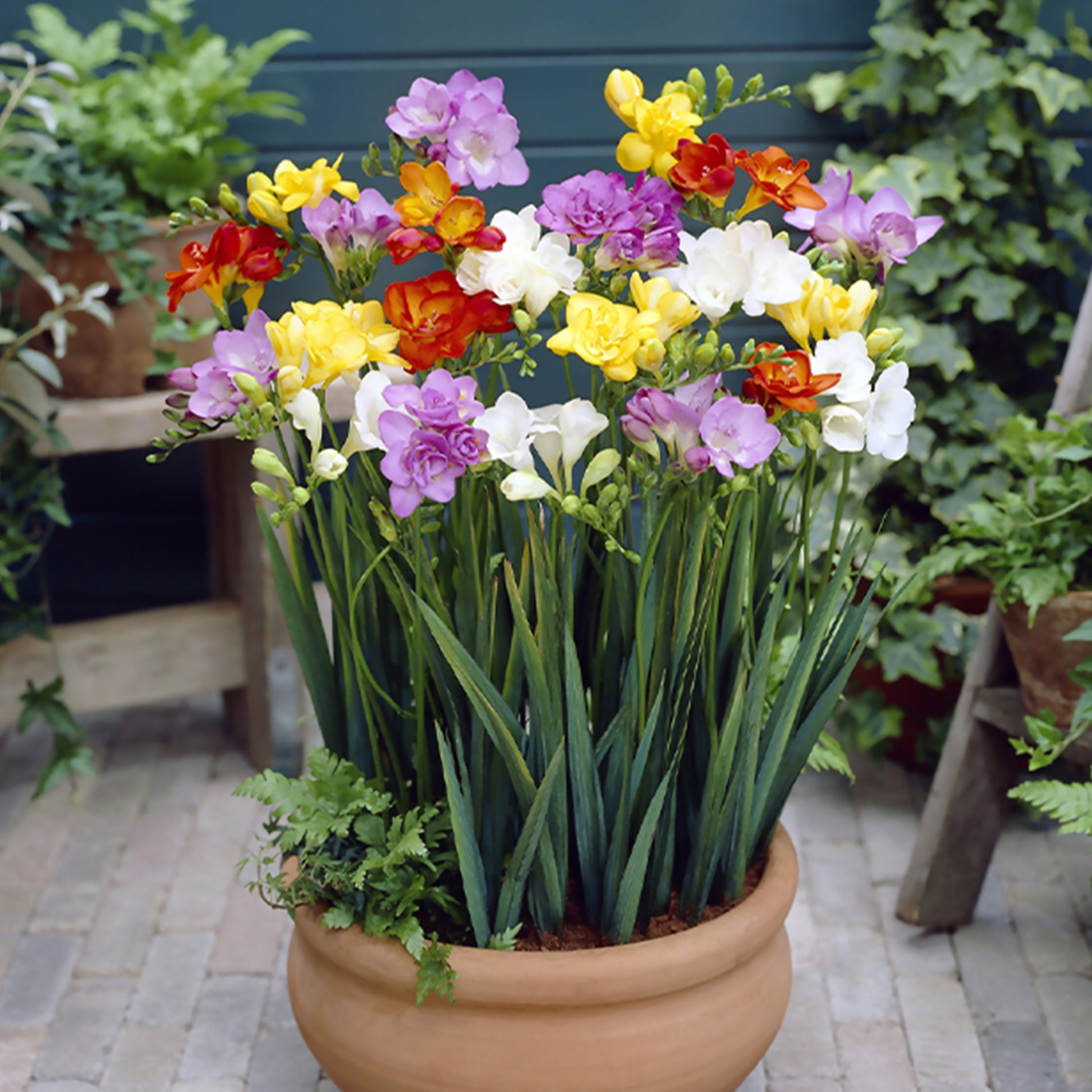 Freesia - Doppelblütige Freesie Mischung (x25) - Freesien-Zwiebeln
