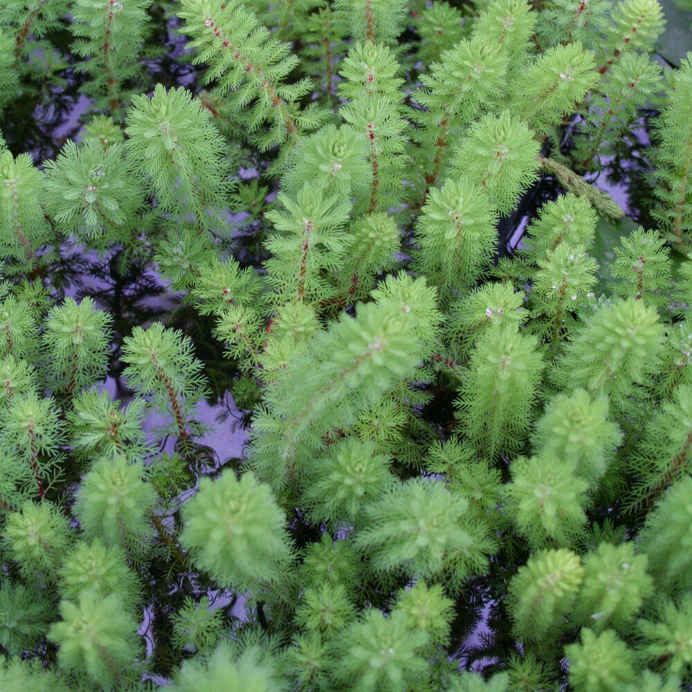 Tausendblatt 'Red Stem' - Myriophyllum rubricaule Red Stem - Bakker