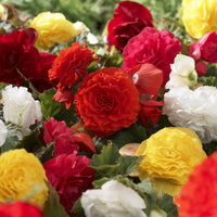 Begonie Non Stop Mocca - Begonia tuberhybrida Nonstop® Mocca - Bakker