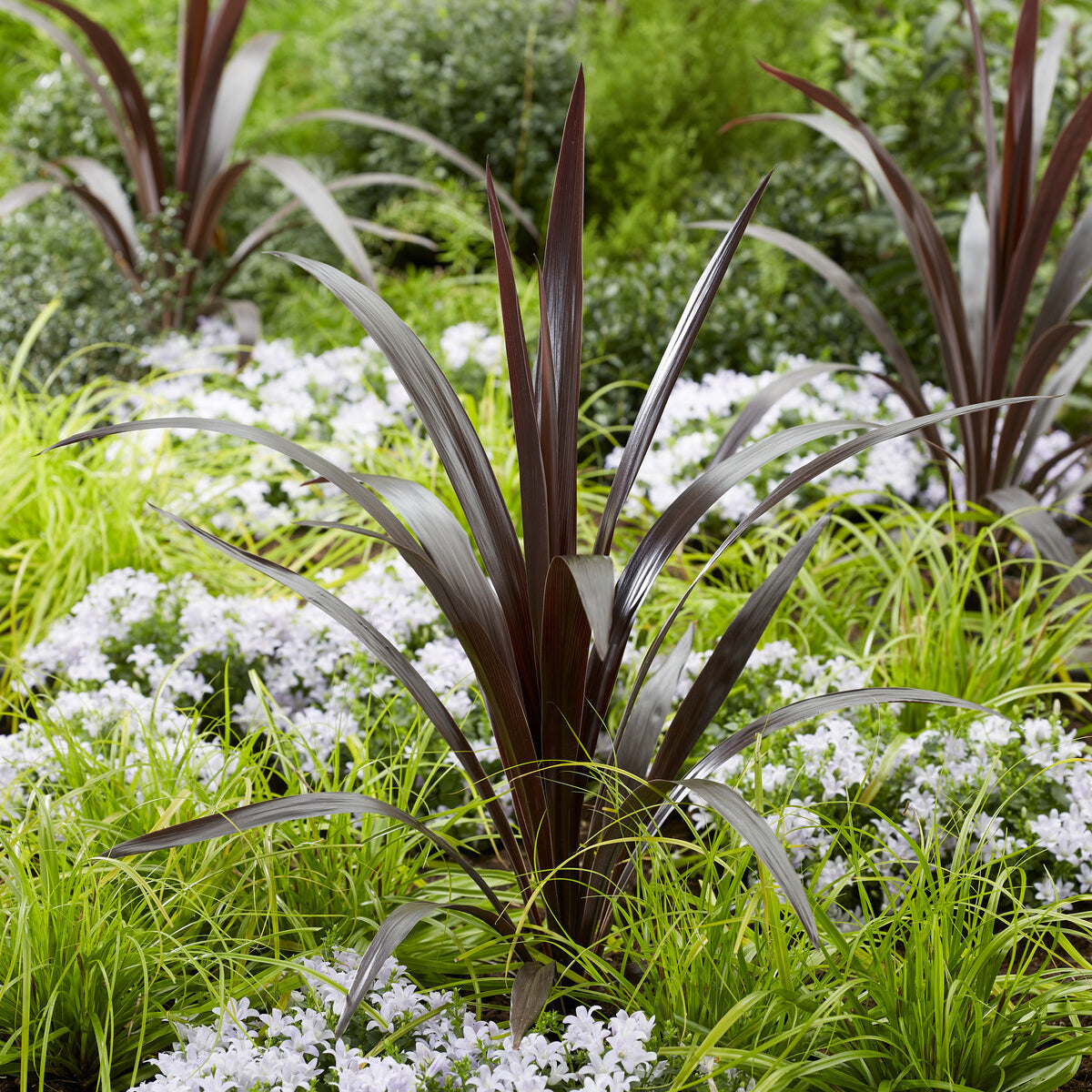 Cordyline ‘Super Star’® - Cordyline obtecta Superstar® - Bakker
