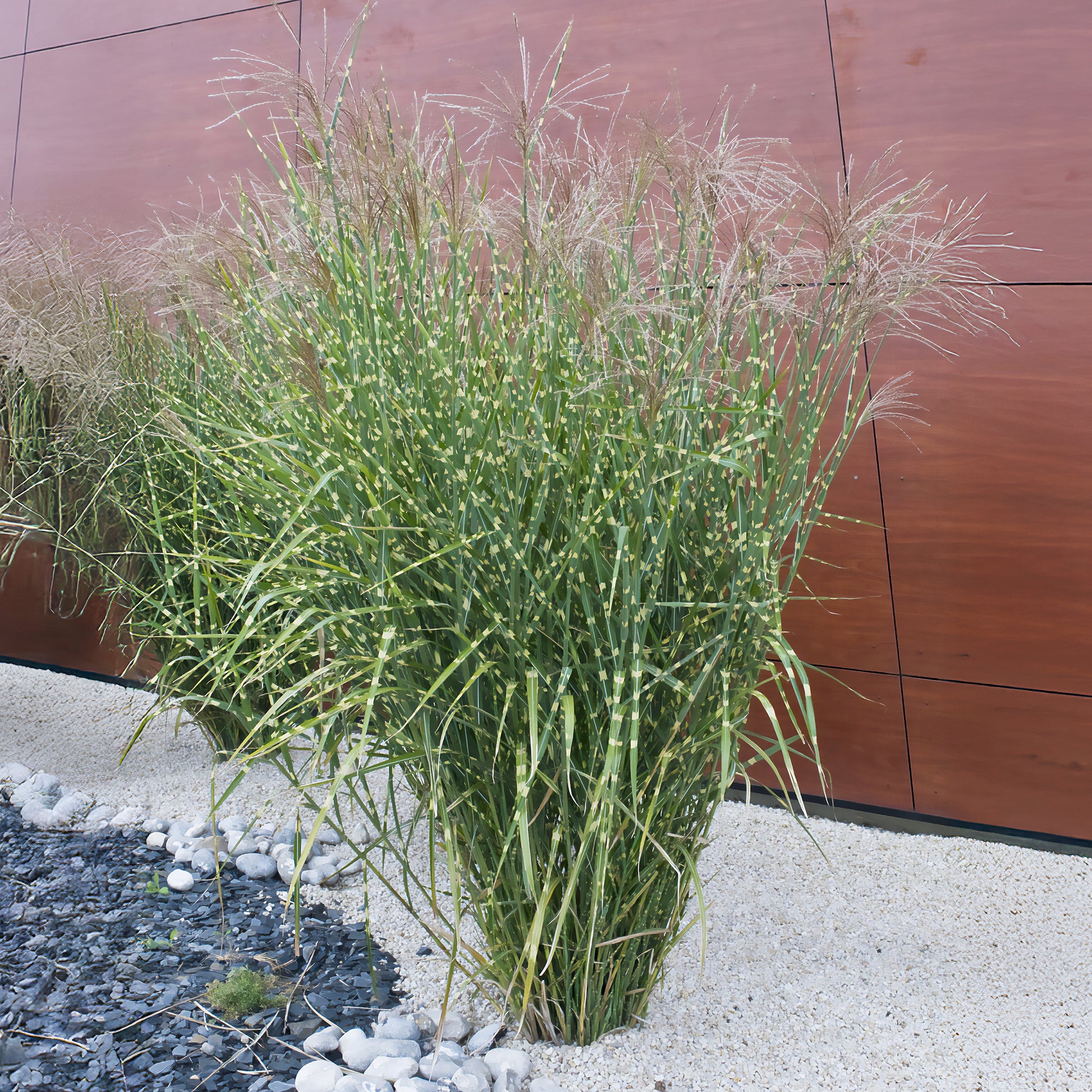 Miscanthus sinensis Zebrinus - Chinaschilf ‘Zebrinus’ - Miscanthus