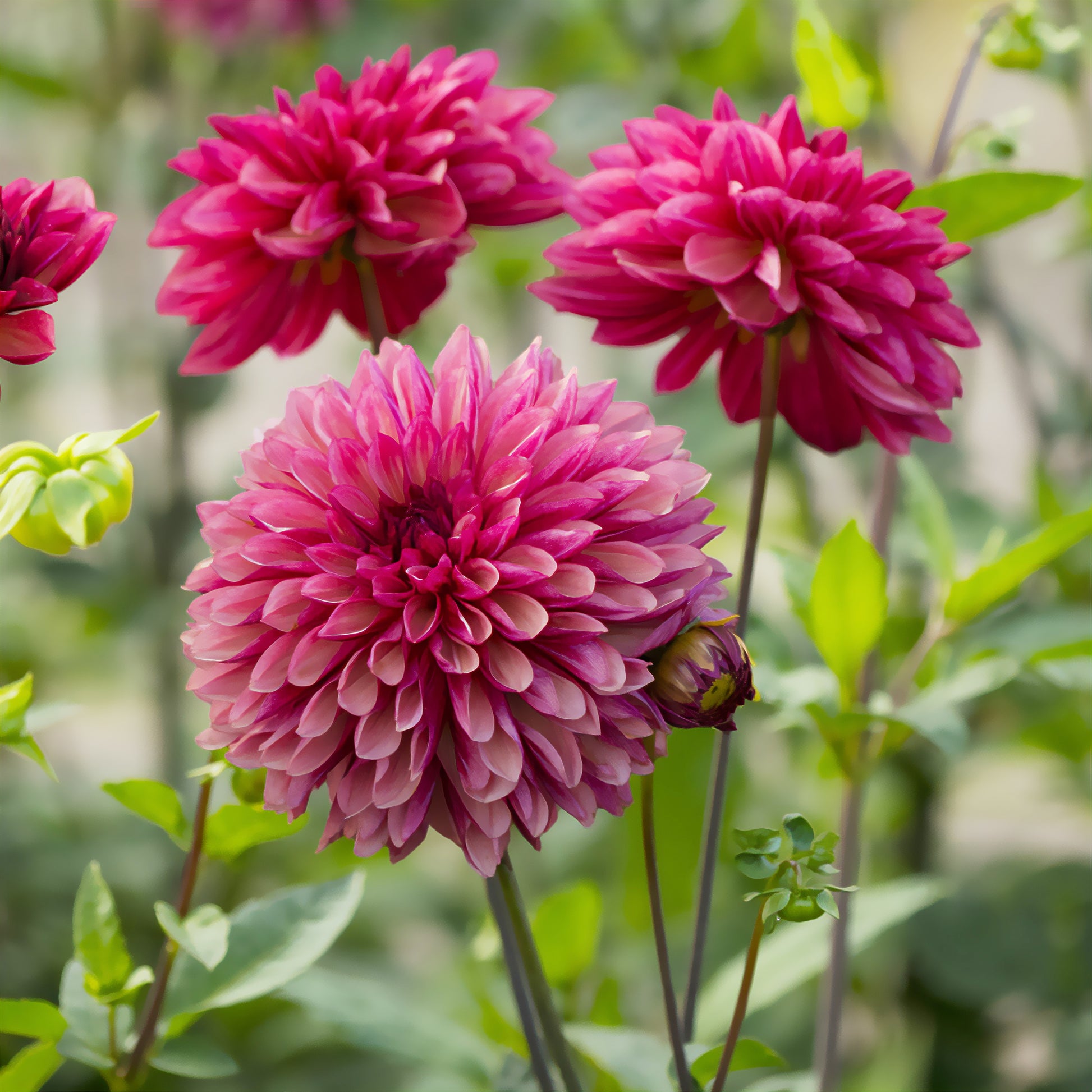 Dahlie 'Bacardi' (x3) - Dahlia Bacardi - Bakker