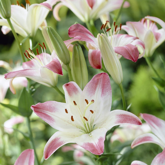 Asiatische Lilien ‘Lollypop’ (x3) - Bakker