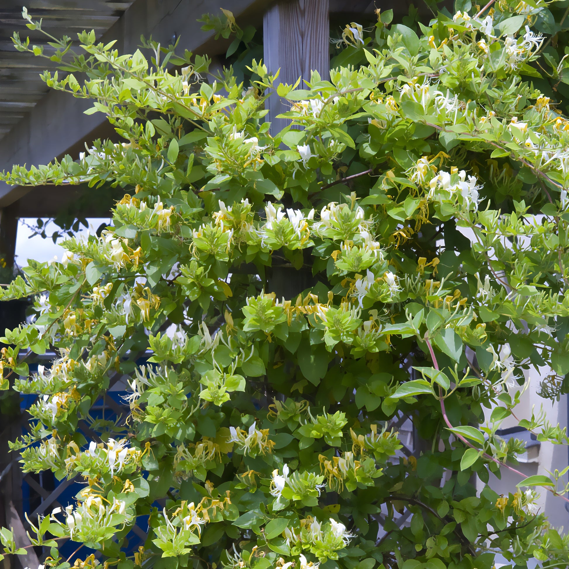 Japanisches Geißblatt ‘Halliana’ - Bakker