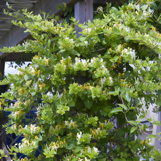 Japanisches Geißblatt ‘Halliana’ - Bakker