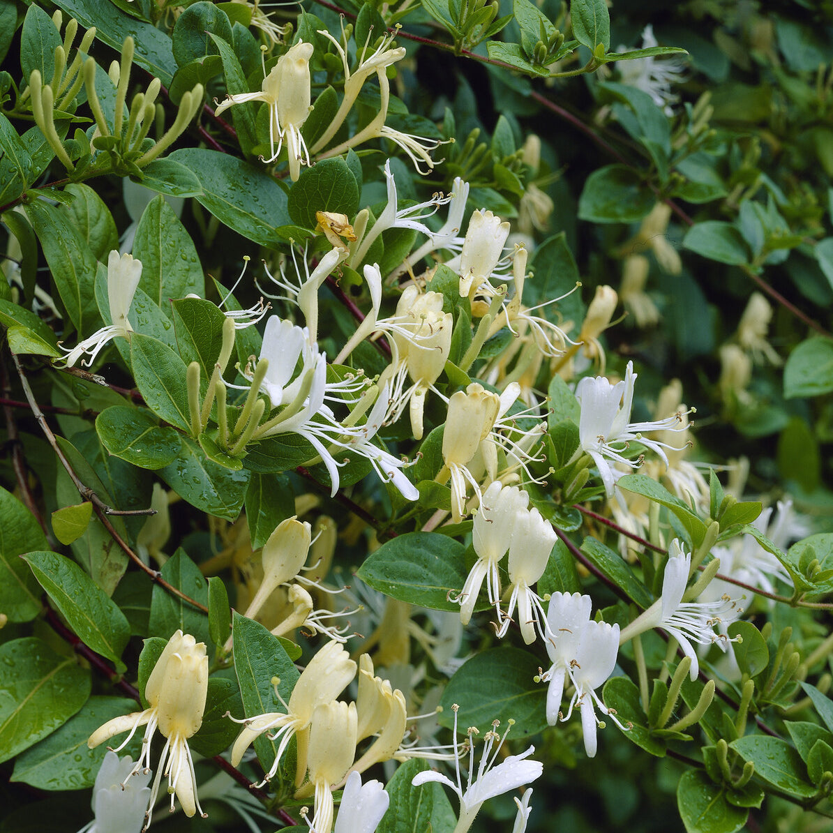 Kletterheckenblüten - Japanisches Geißblatt ‘Halliana’ - Lonicera japonica Halliana