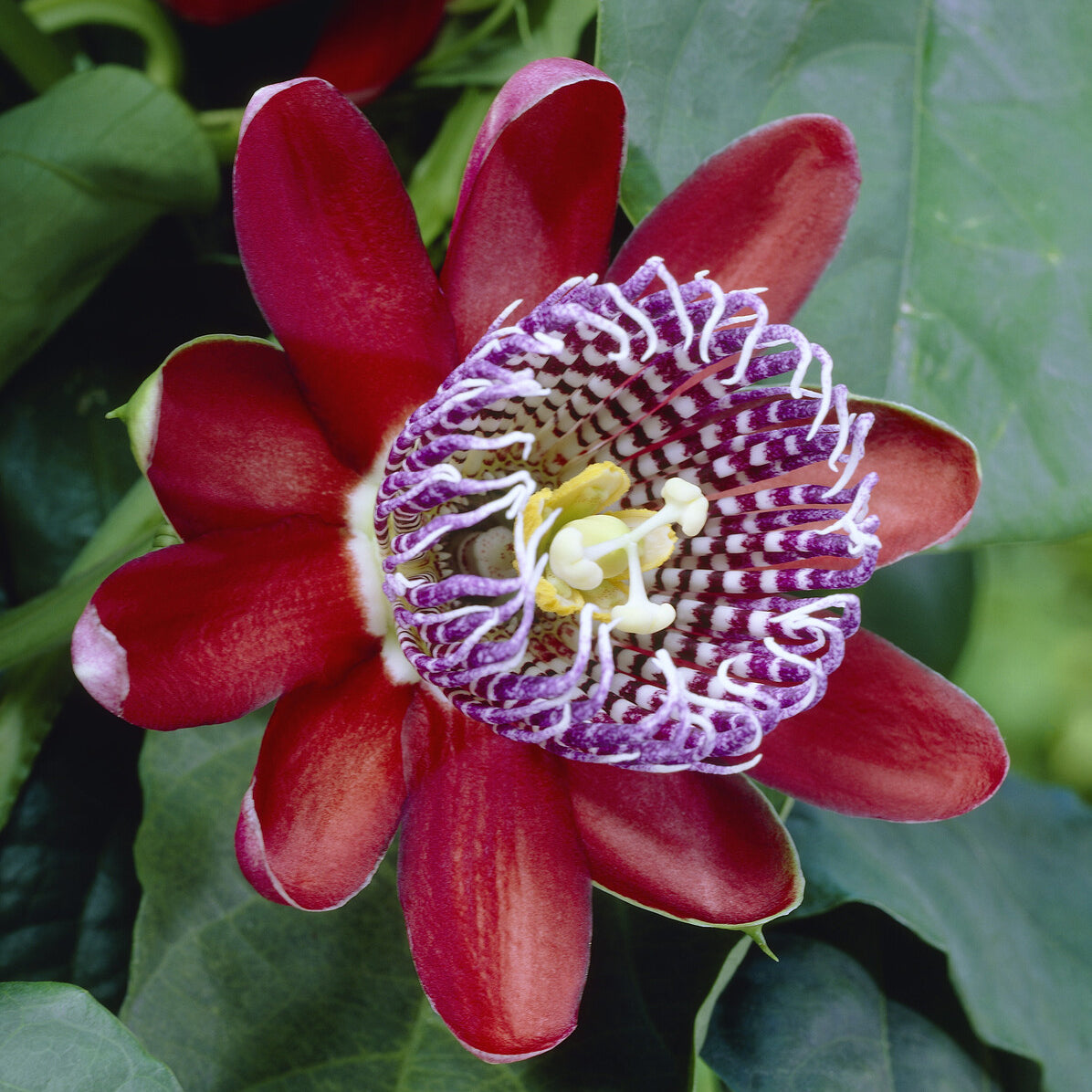 Verkauf Riesen-Passionsblume - Passiflora alata