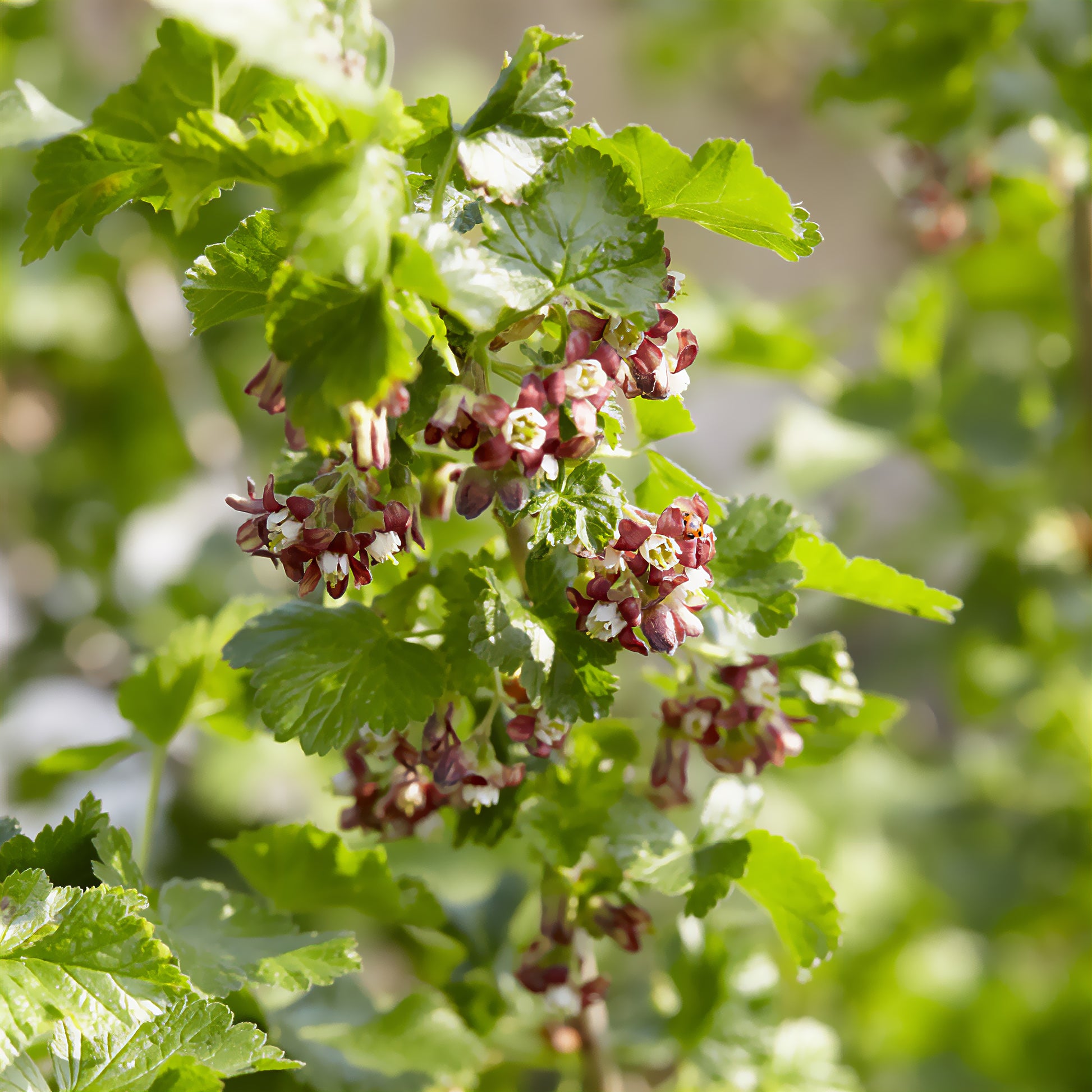 Jostabeere ‘Josta’ - Ribes nidigrolaria Josta - Bakker