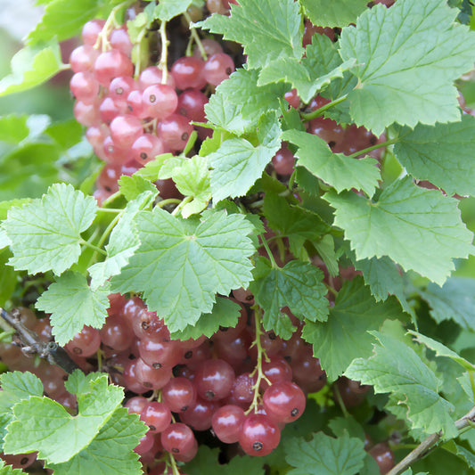 Rote Johannisbeere ‘Gloire des Sablons’ - Bakker