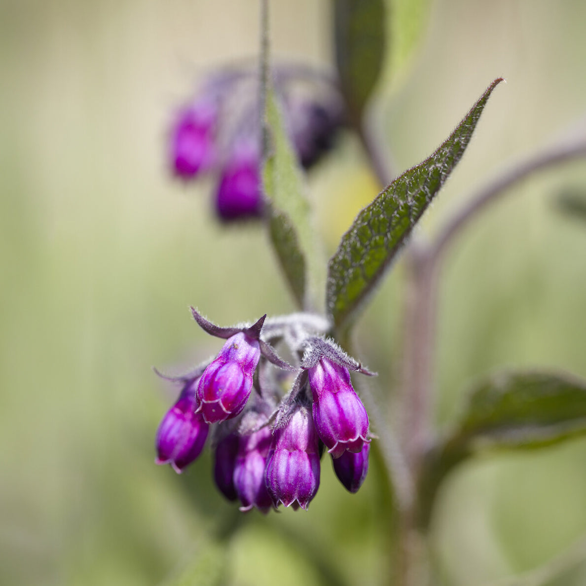 Symphytum officinale - Beinwell - Wildpflanzen für den Garten