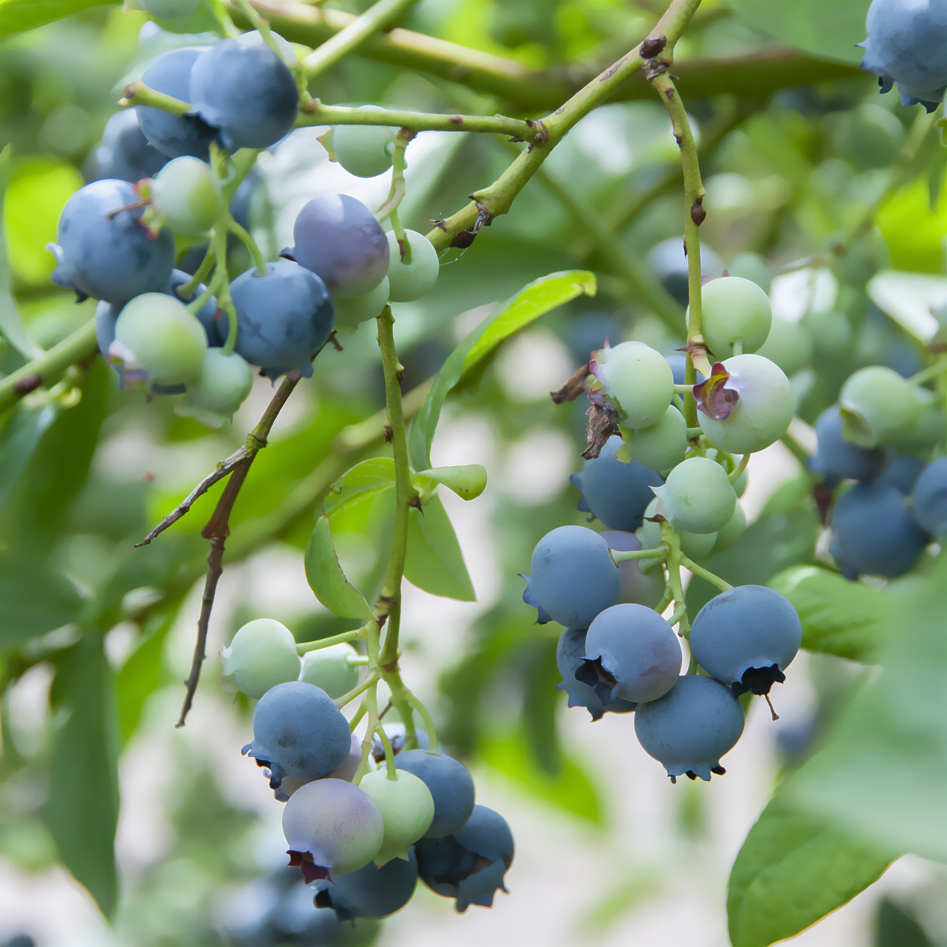 Vaccinium corymbosum Berkeley - Heidelbeere ‘Berkeley’ - Heidelbeeren
