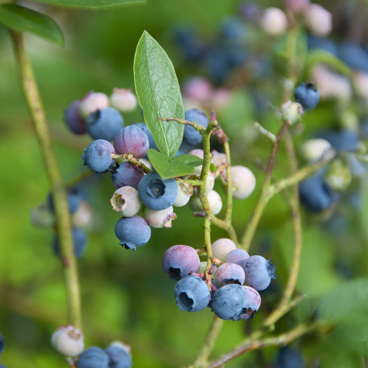 Heidelbeere ‚Bluecrop‘ - Bakker