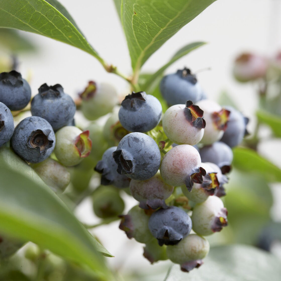 Heidelbeere ‘Chandler’ - Vaccinium corymbosum Chandler - Bakker