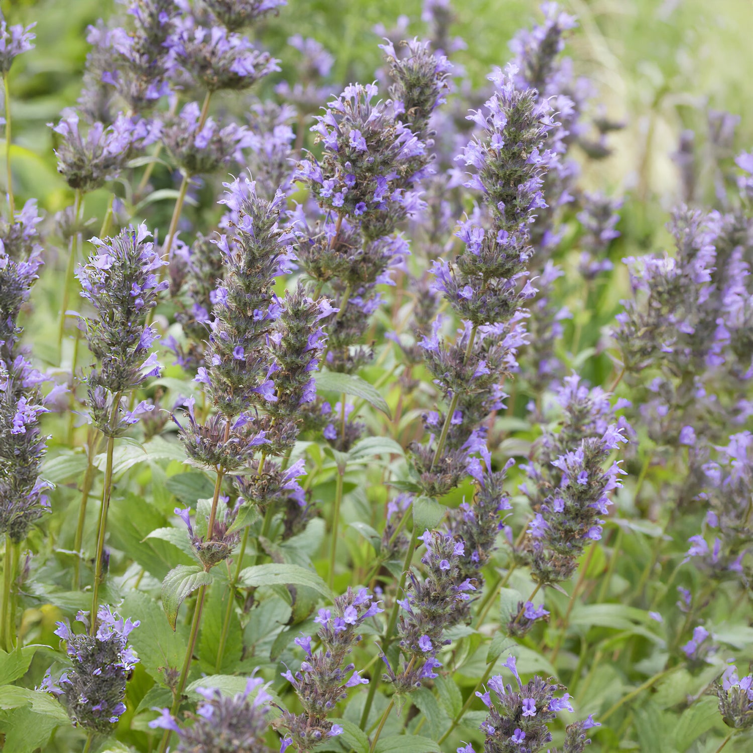Nepeta - Kaukasische Katzenminze - Nepeta kubanica