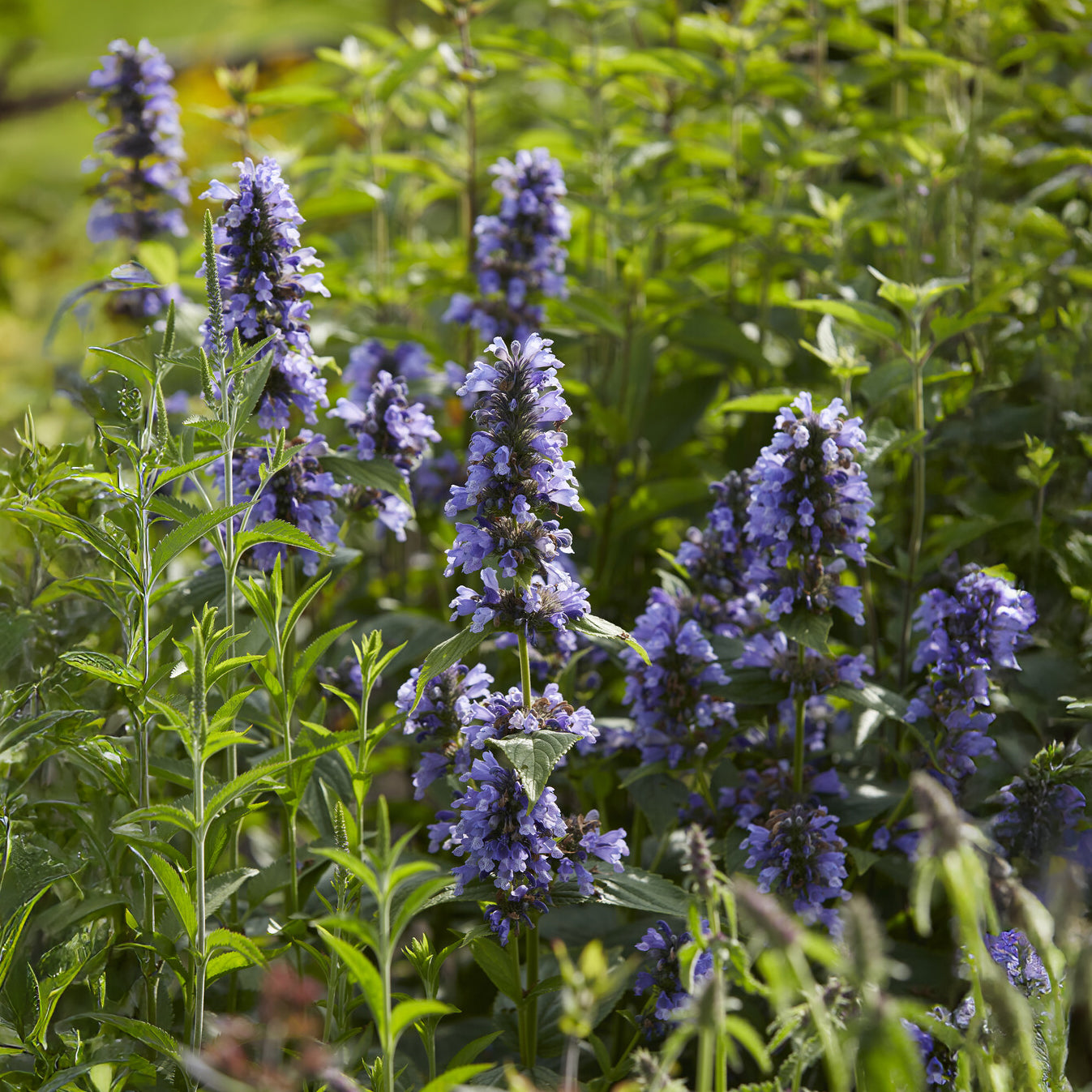 Verkauf Kaukasische Katzenminze - Nepeta kubanica
