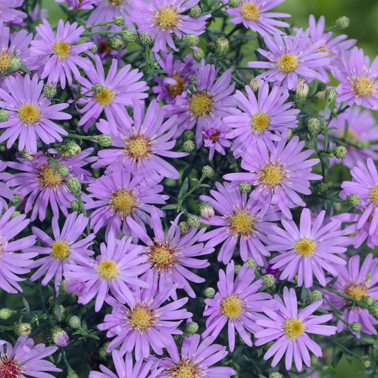 Myrten-Aster ‘Blue Star’ - Bakker