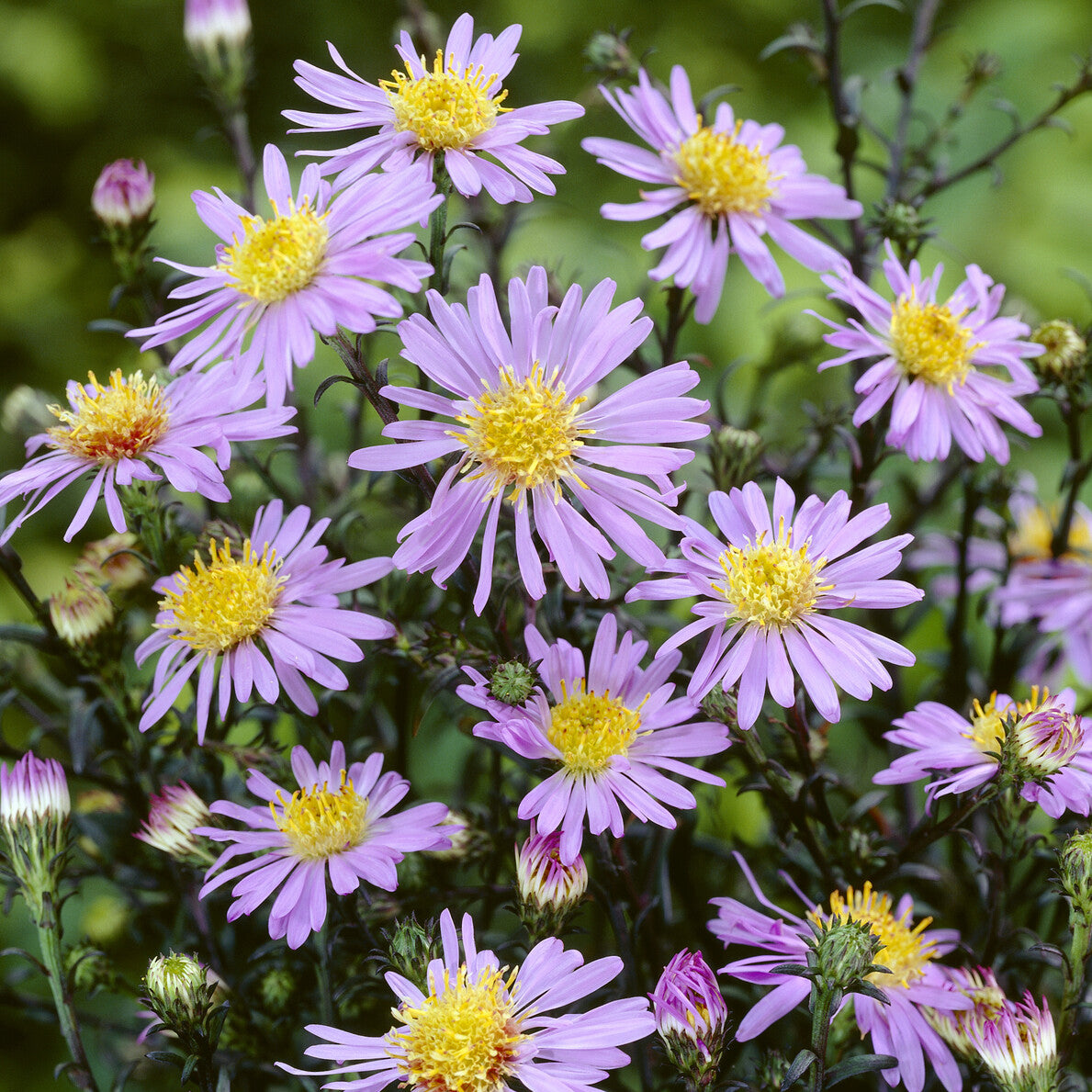 Glatte Aster 'Calliope' - Aster laevis calliope - Bakker