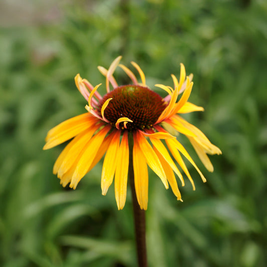 Sonnenhut ‘Funky Yellow’ - Bakker